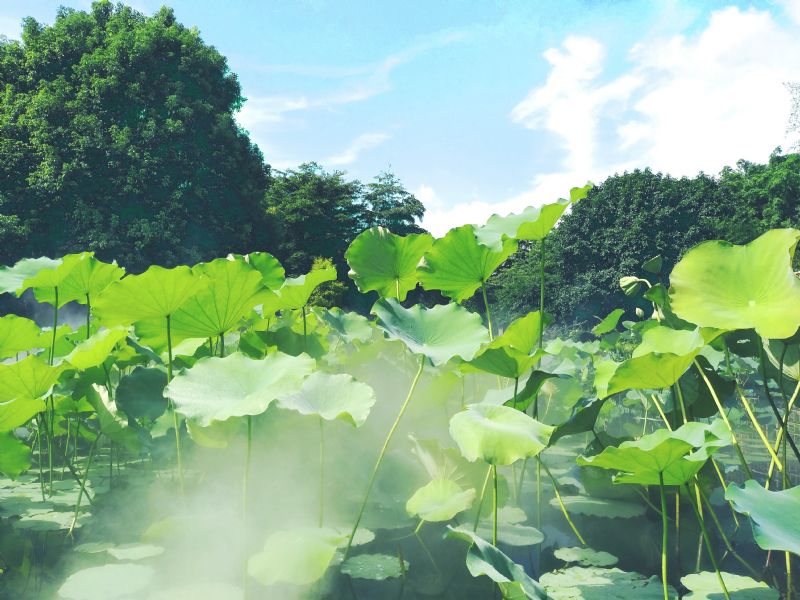 夏季为什么是牛皮癣最佳治疗时机？